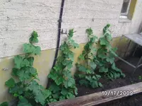 Gurken.webp