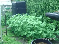 Kartoffeln.webp