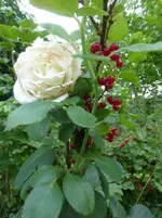 P1440431.webp