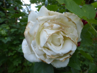 P1440432.webp