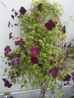 IMG_0465.webp