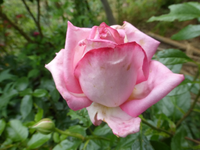 P1440574.webp