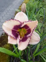 P1440380.webp