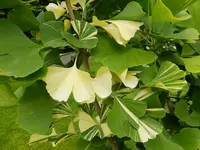 DSCF9354.webp