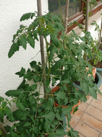k-P1090504.webp