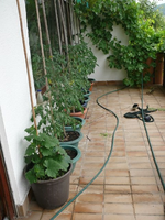 k-P1090505.webp