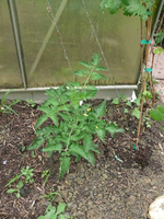k-P1090524.webp