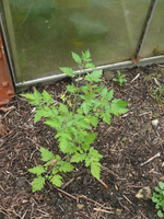 k-P1090525.webp