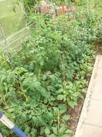 k-P1090531.webp
