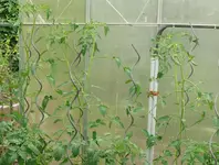 Tomaten Carnica.webp