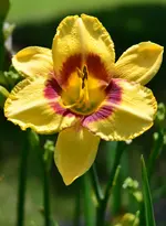 a236.webp