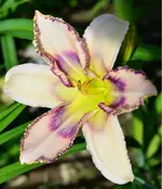 destinedtosee.webp