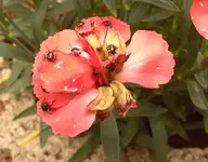 nelkenblüte mit käfer.webp
