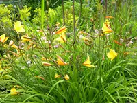 DSCN9194.webp
