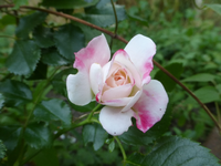 P1420546.webp