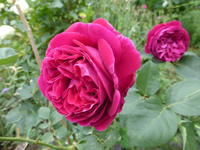 P1420812.webp