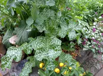 IMG_20150622_140352.webp