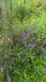 IMAG0145.webp