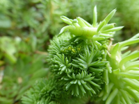 P1430180.webp