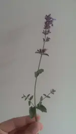 IMAG0146.webp