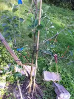 Apfelbaum ng von der Seite.jpg