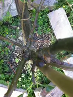 Apfelbaum ng von oben.JPG