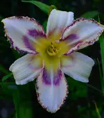 destinedtosee1.webp