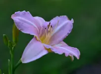 lavenderfish1.webp