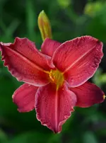 rojal air proli.webp