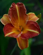 pointerpoet.webp
