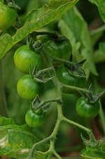 Tomaten_grün_Sorte Harzfeuer1_800.webp