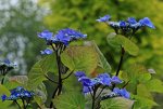 Zorro_satt blau_Blüten_makro_700.JPG