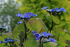 Zorro_satt blau_Blüten_makro_700.webp