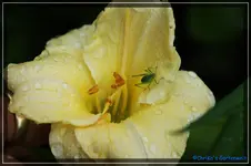 Gentle Shepherd.webp