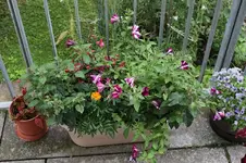 blumendurcheinander.webp