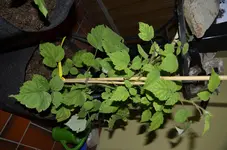 _DSC6367.webp