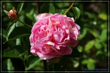 comp_DSC03842.webp