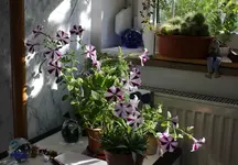 streifenpetunie.webp