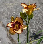 IMG_9909.webp