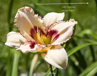IMG_9912.webp