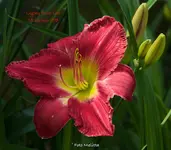 IMG_9934.webp