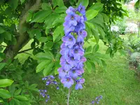 IMG_4239.webp