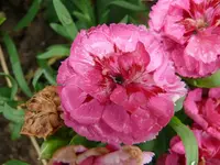 k-P1090513.webp