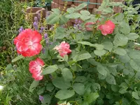 k-P1090514.webp