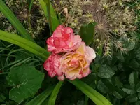 k-P1090517.webp