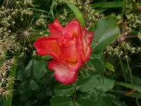 k-P1090518.webp