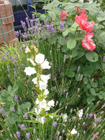 k-P1090521.webp