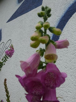 k-P1090522.webp