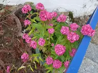 k-P1090523.webp