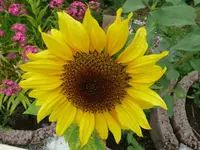 k-P1090528.webp